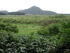 赤井谷地沼野植物群落
